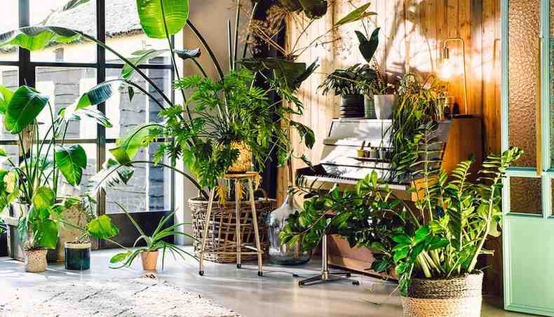 Indoor Plants for greenery in a living room