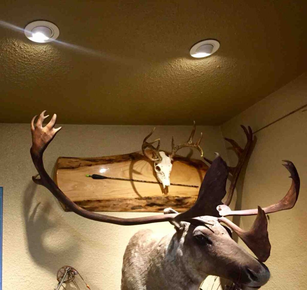Light fixtures on ceiling above the hunts in the room