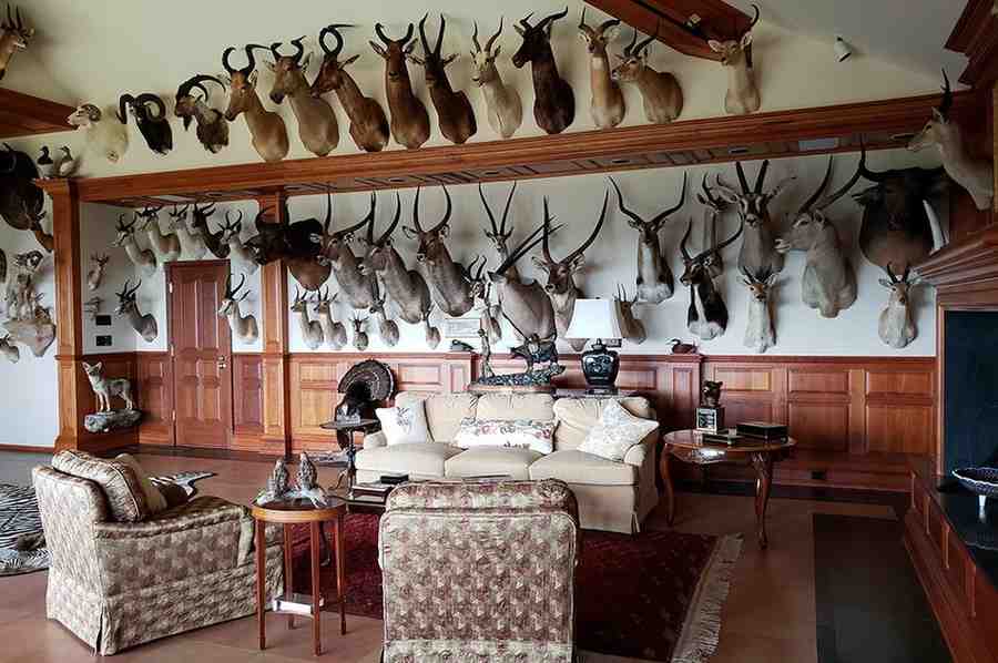 Trophies displayed on wall for the hunting room