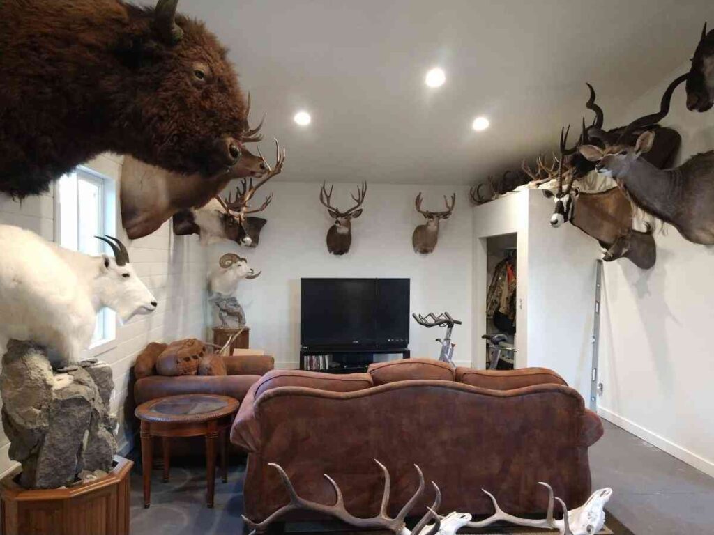 White walls and trophies hanged on it with a seating area in center