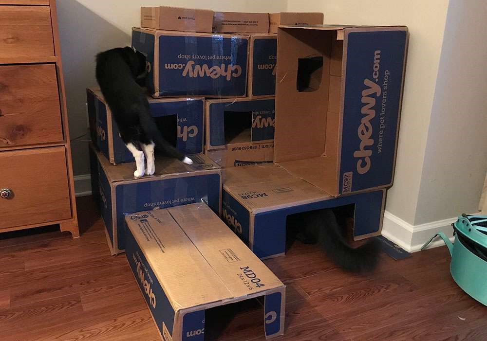 A fort made out off card box in blue color for cat