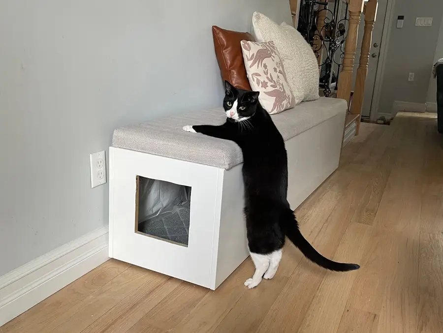 Gray color seat bench with a cat standing on it and pillows on bench