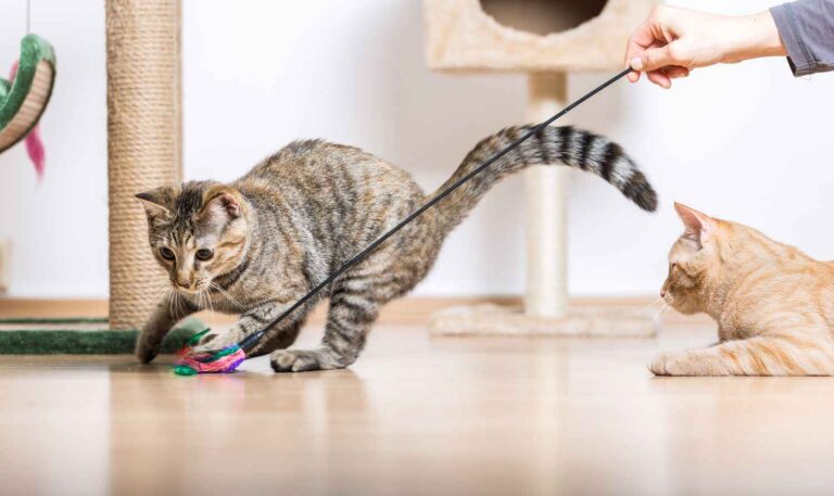 Indoor cat room ideas featured image