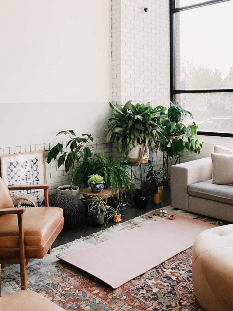 Plants in yoga and living room area for the yoga